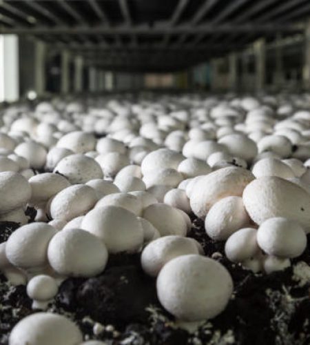 Champignons growing on a mushroom farm. Mushroom production industry